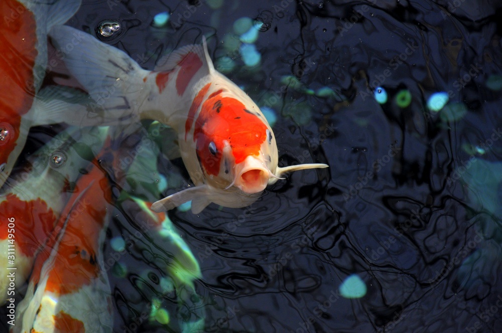 koi carp on the surface with its mouth open