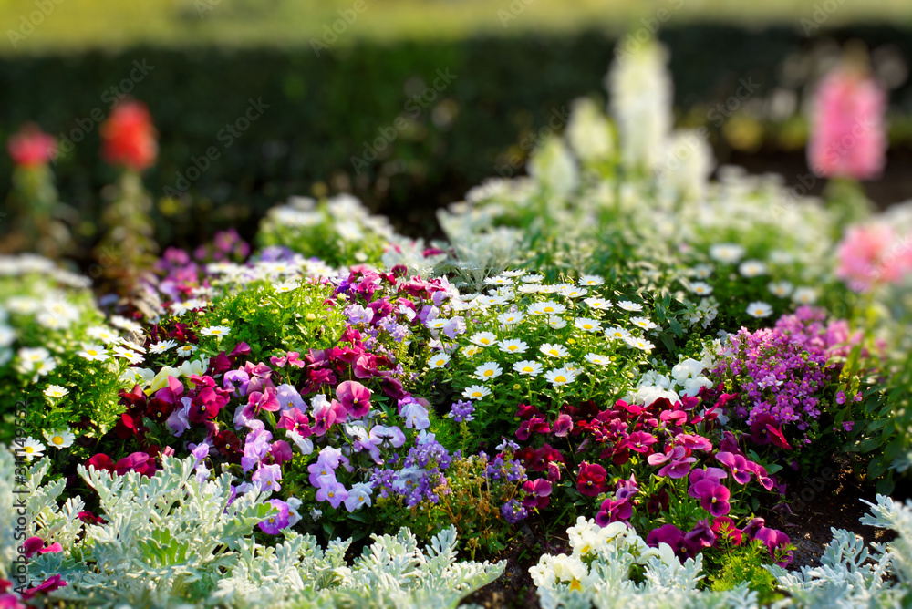 Obraz premium flowers in the garden