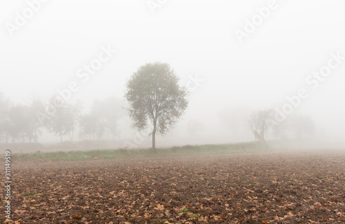 view of a crop field with trees in the background under dense fog
