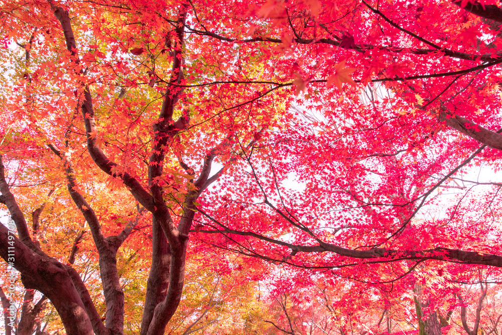 美しい京都の紅葉
