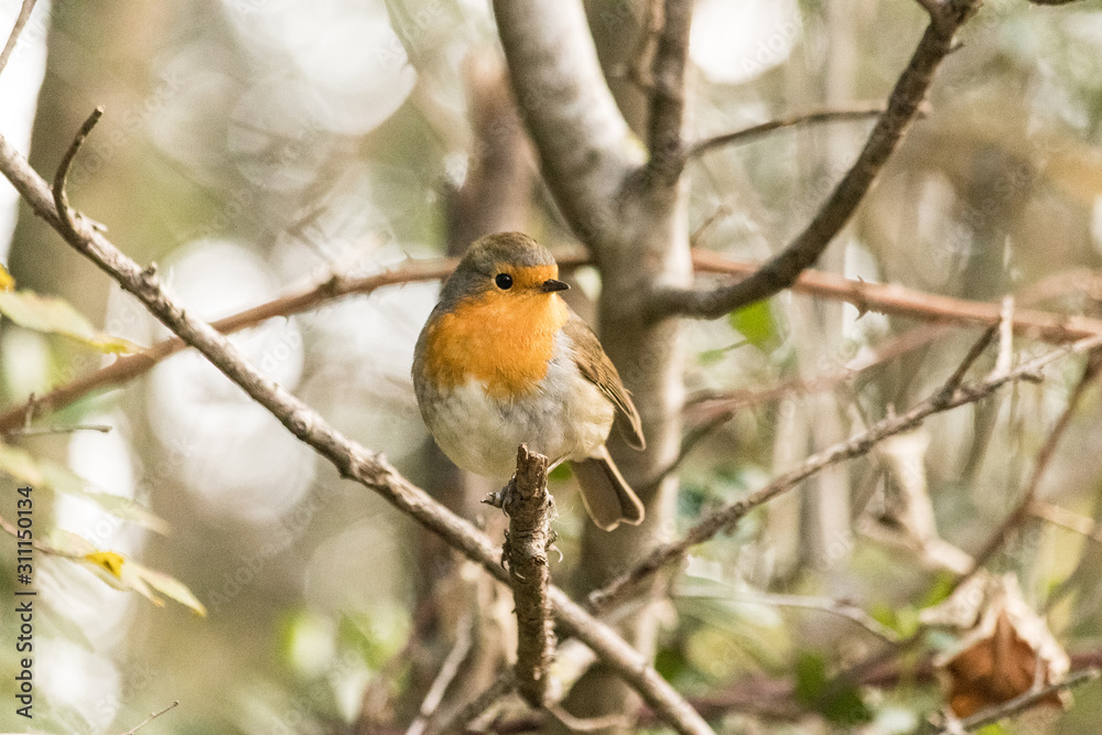 Friendly robin caught during a walk