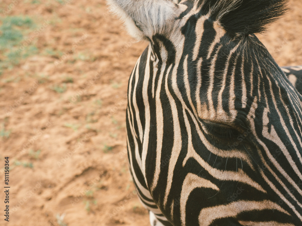 Fototapeta premium close up of zebra