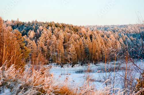 winter forest view from the slope in the sunset rays and grass in the foreground