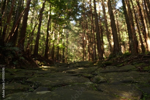 Forest in Japan