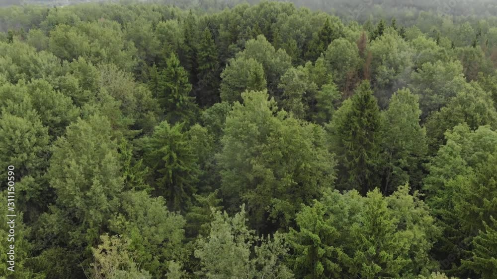 Flying over a picturesque misty forest. Drone point of view over the tops of wet evergreen trees in cloudy weather Flying over a picturesque misty forest. Drone point of view over the tops of wet evergreen trees in cloudy weather