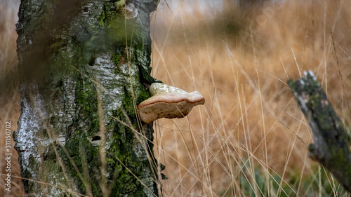 Mushroom photo