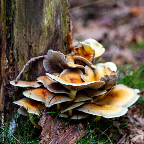 Mushroom photo