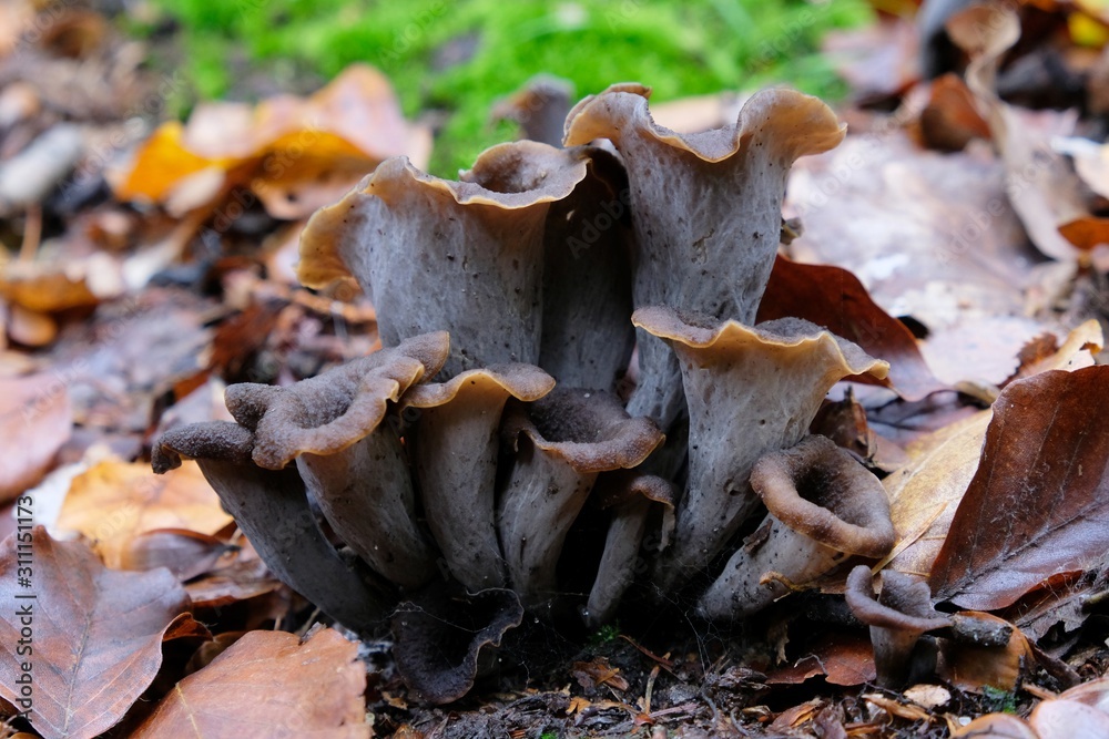 Craterellus cornucopioides, or horn of plenty, is an edible mushroom. It is also known as the black chanterelle, black trumpet or trumpet of the dead. Craterellus cornucopioides, or horn of plenty, is an edible mushroom. It is also known as the black chanterelle, black trumpet or trumpet of the dead.