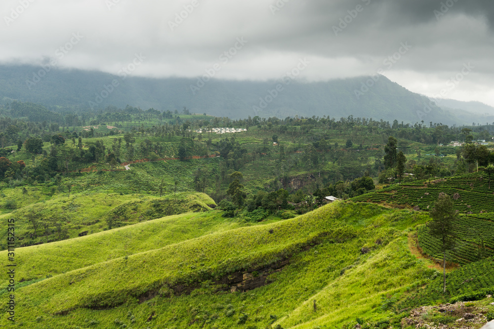 Landscape with tea plantations in Highlands, Sri Lanka.
