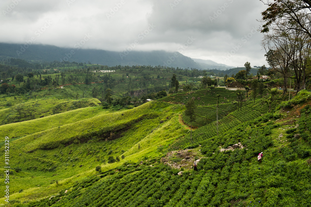 Landscape with tea plantations in Highlands, Sri Lanka.