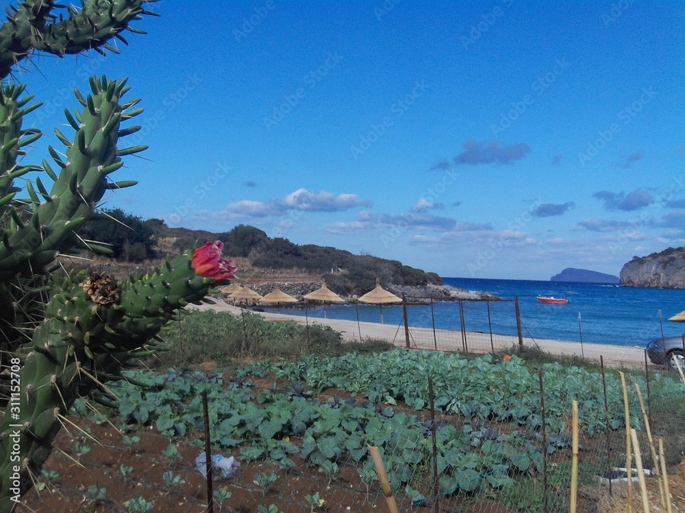 Naklejka premium Kaktusblüte am Meer
