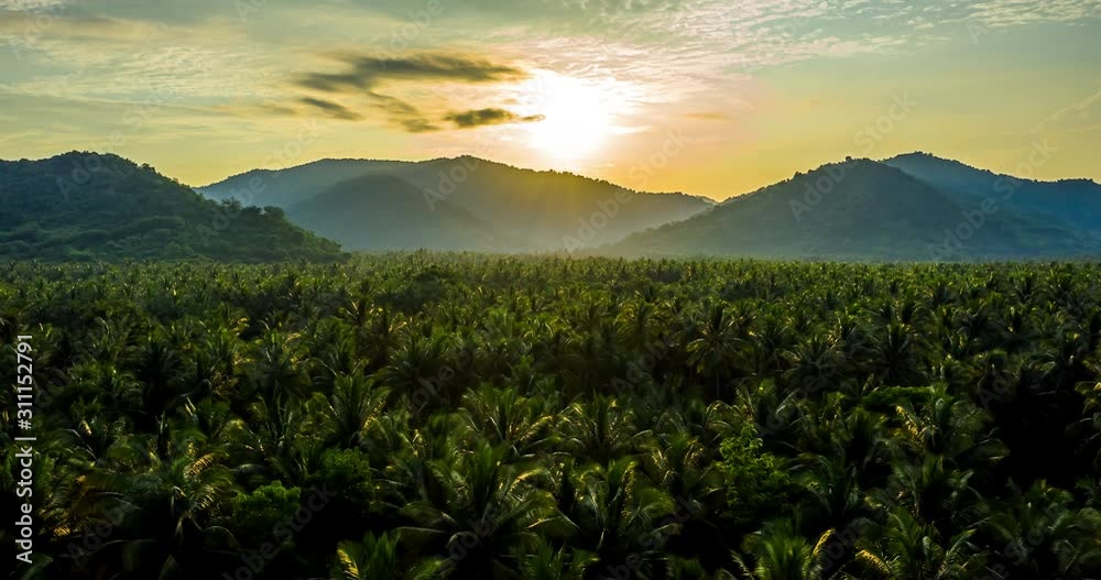 Timelapse. Mountains covered with rainforest. Aerial view of trees and river in the valley. Slopes of mountains with forest. Palm Oil Tree Plantation view from above. Aerial view of tropical forest.