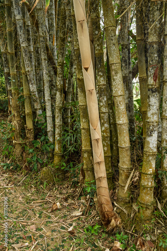 Canes of giant bamboo in the Royal Botanical Gardens, Lunuganga, Sri Lanka