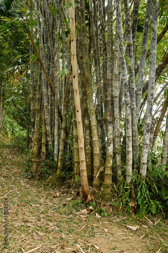 Canes of giant bamboo in the Royal Botanical Gardens  Lunuganga  Sri Lanka