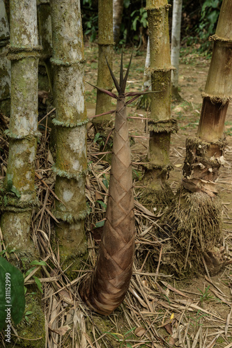 Canes of giant bamboo in the Royal Botanical Gardens, Lunuganga, Sri Lanka photo