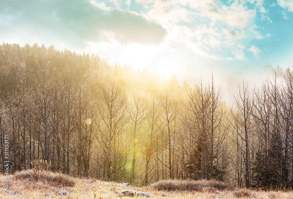 Winter forest