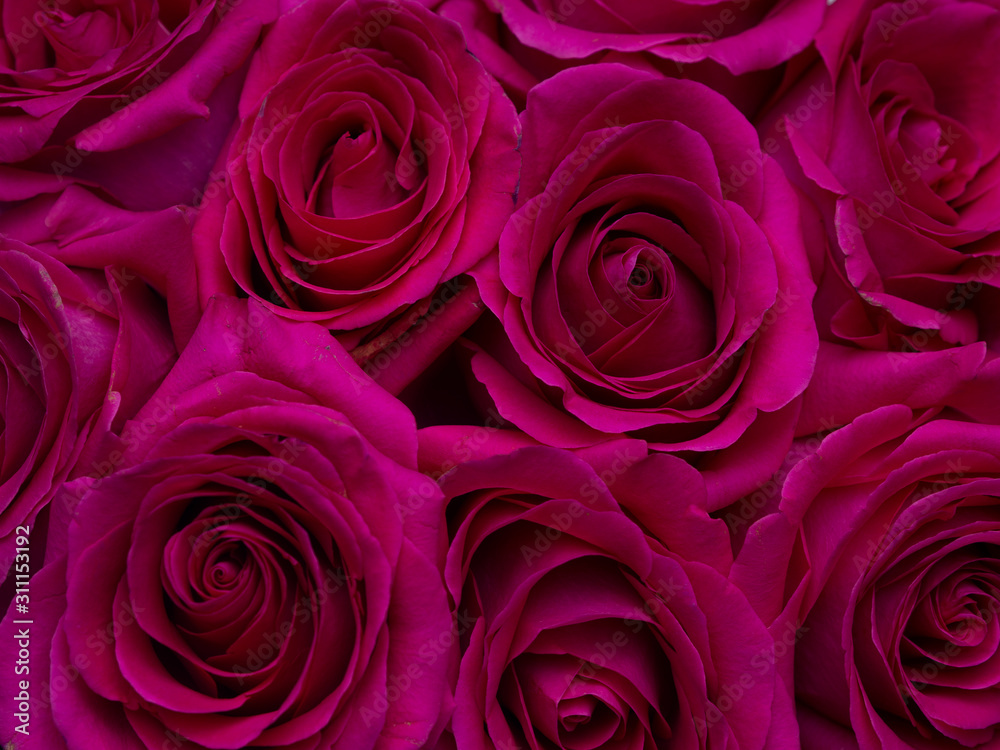Rose flowers top view background. Close Up romantic texture for valentines day or women's day Rose flowers top view background. Close Up romantic texture for valentines day or women's day
