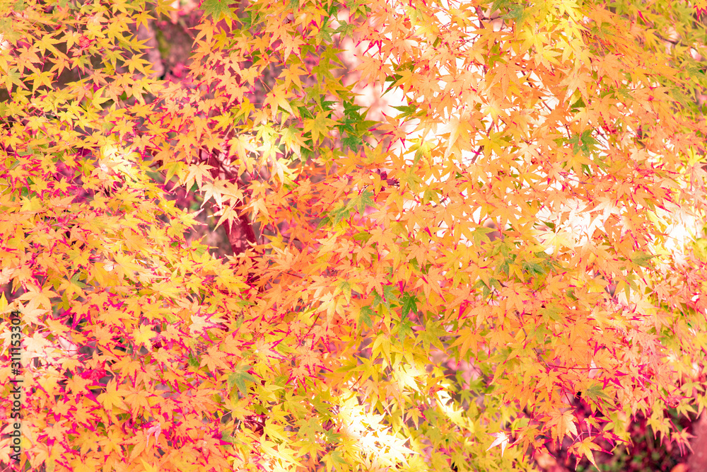 美しい京都の紅葉