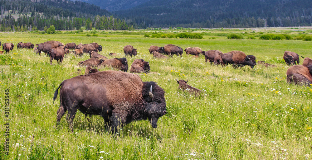 Wild bison in Yellowstone National Park, USA