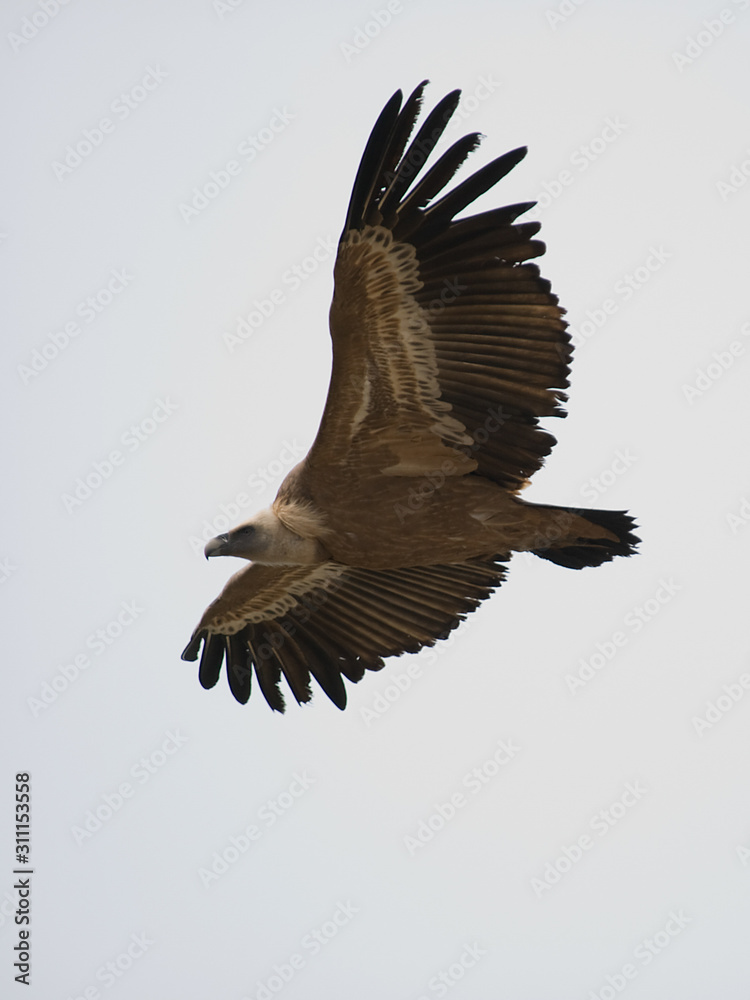 Fototapeta premium Buitre leonado
