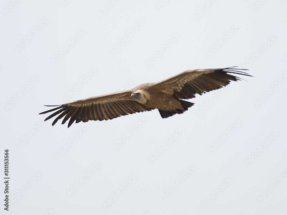 Obraz premium Buitre leonado