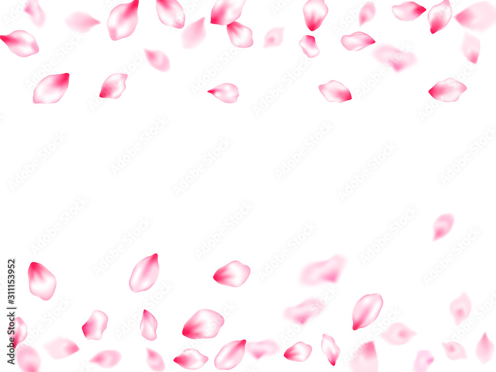 Pink cherry blossom petals isolated