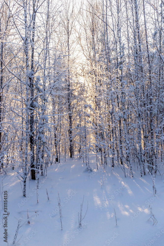 Frozen forest in winter Frozen forest in winter