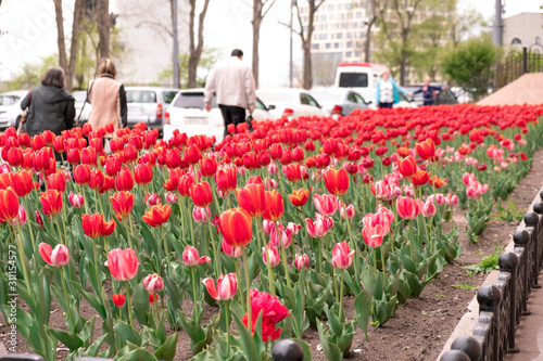 Vladivostok, Russia - May 07, 2019: Flowering tulips on the streets of Vladivostok. photo