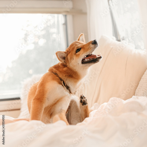 Quadro em tela red shiba inu dog itching on a bed indoors