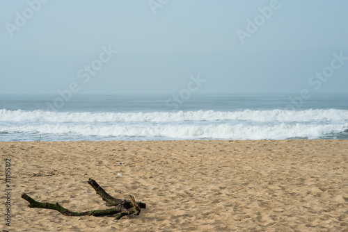 dry tree branches on the beach sand