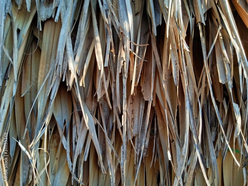 closeup of reed
