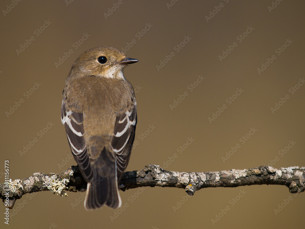 Naklejka premium Papamoscas cerrojillo