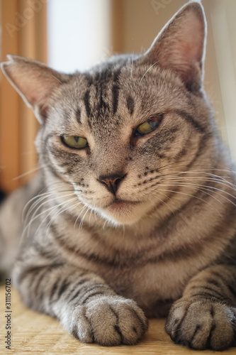 サバトラ猫の顔のクローズアップ © ykimura65