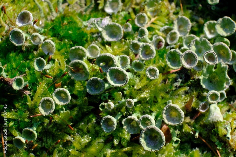 Beautiful green Cladonia fimbriata in moss. It is a species of lichen. Beautiful green Cladonia fimbriata in moss. It is a species of lichen.