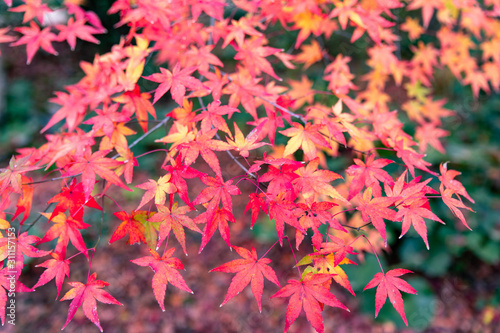 美しい京都の紅葉