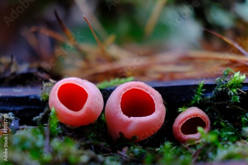Spring edible mushroom - Sarcoscypha austriaca or Sarcoscypha coccinea. It looks like red cups.