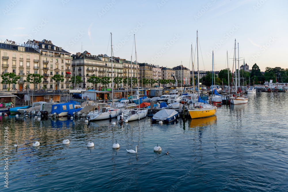 Fototapeta premium Cygnes dans le port