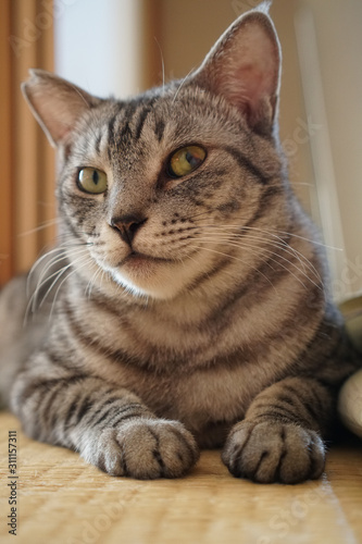 サバトラ猫の顔のクローズアップ © ykimura65