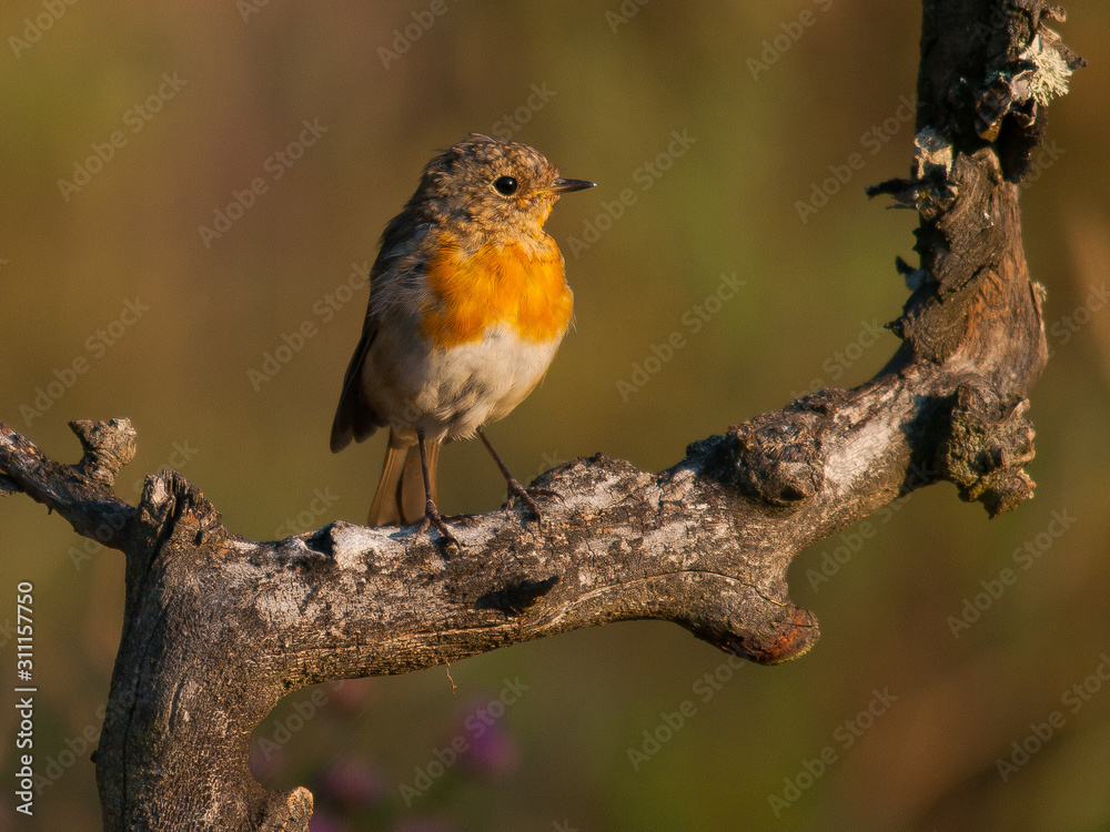 Fototapeta premium Petirrojo