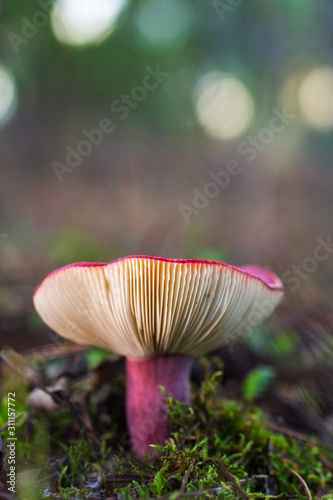 Russula. Mushroom in a pine forest.