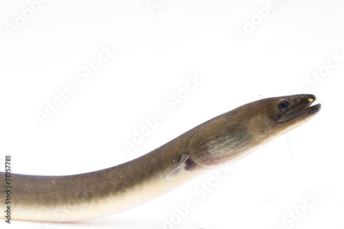 Close Up of Shortfin eel ,Anguilla bicolor isolated on white background photo