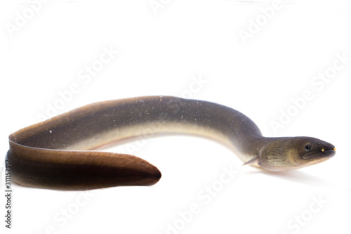 Close Up of Shortfin eel ,Anguilla bicolor isolated on white background photo