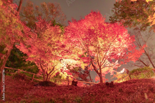 京都の紅葉ライトアップ