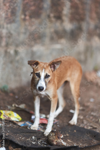 Homeless dog in Town. Goa, Arambol