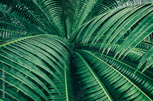 tropical palm foliage, green nature background 