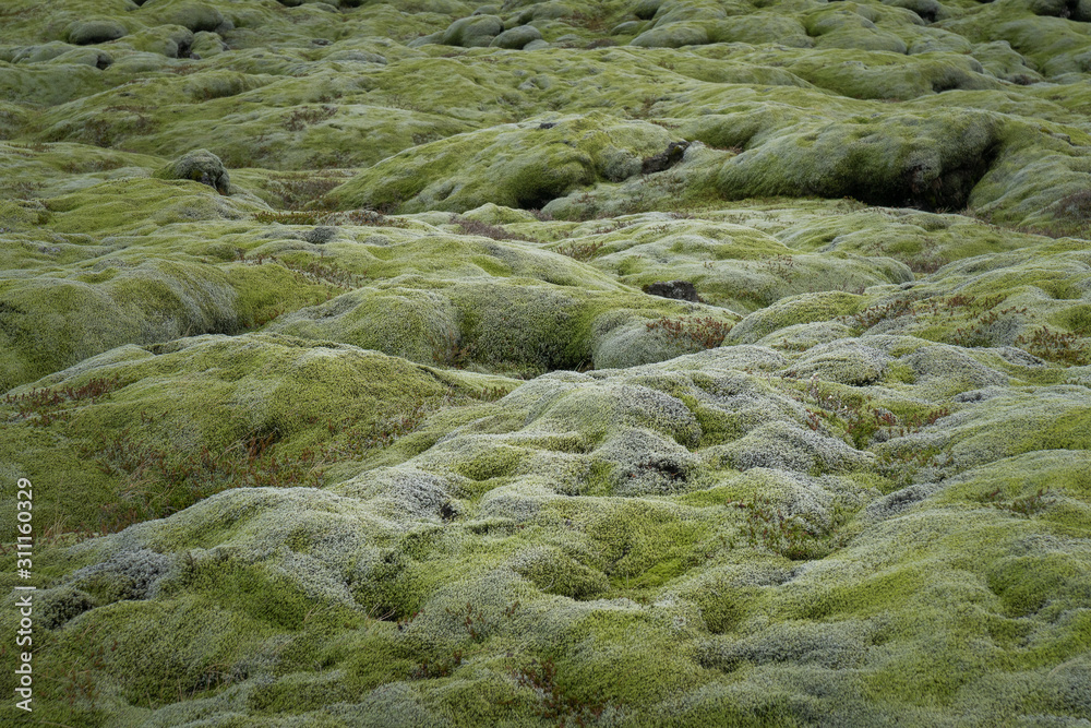 landscape with moss in Iceland in the summer