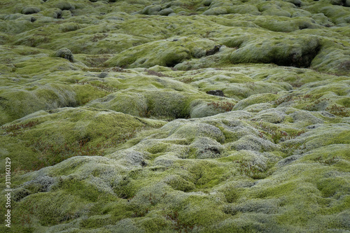 Obraz na płótnie landscape with moss in Iceland in the summer w salonie