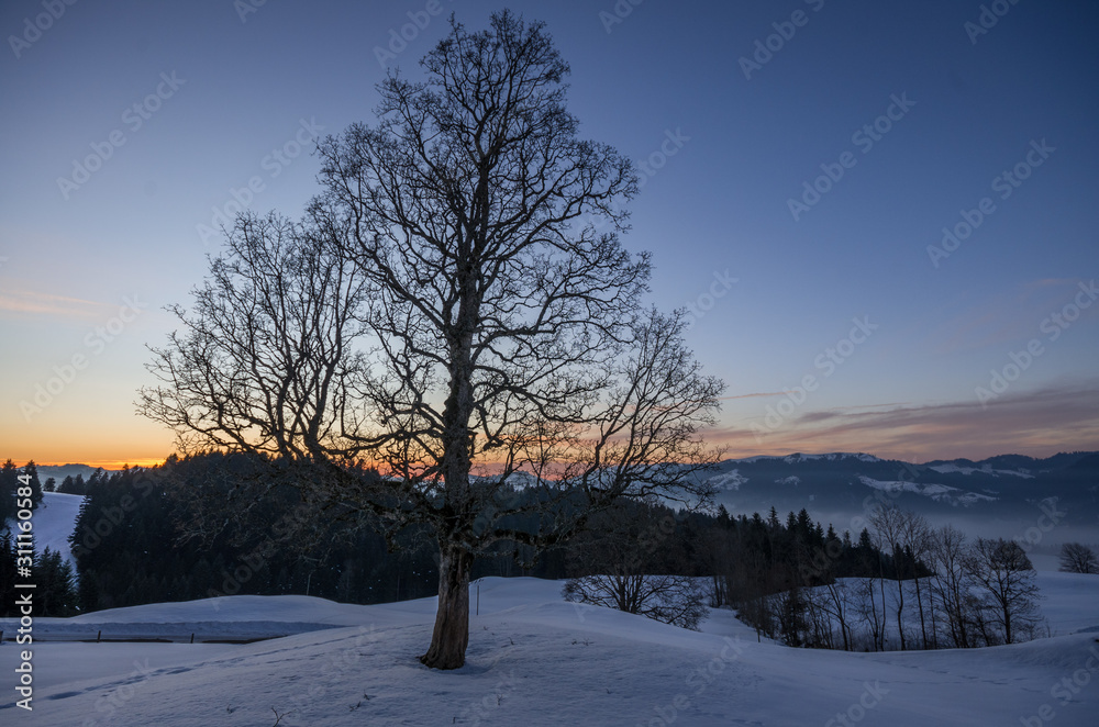 Baumsilhoutte Baumsilhoutte