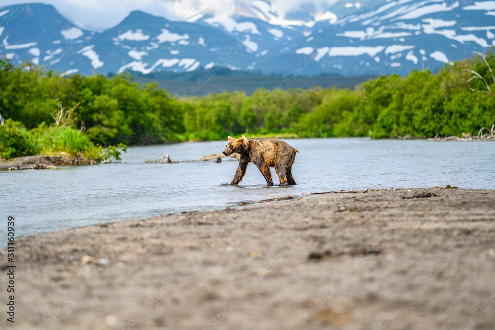 Ruling the landscape, brown bears of Kamchatka (Ursus arctos beringianus) Ruling the landscape, brown bears of Kamchatka (Ursus arctos beringianus)