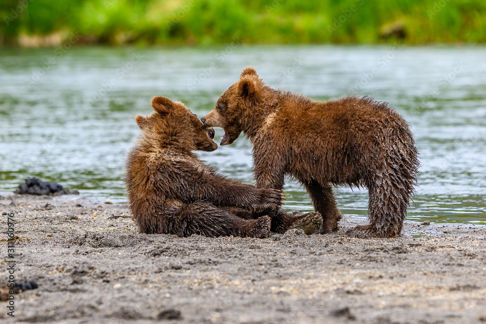 Obraz premium Ruling the landscape, brown bears of Kamchatka (Ursus arctos beringianus)